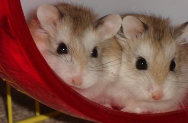 Hamster Cages