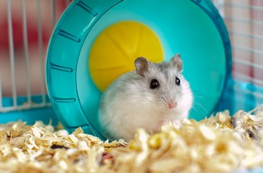 Small Animal Litter