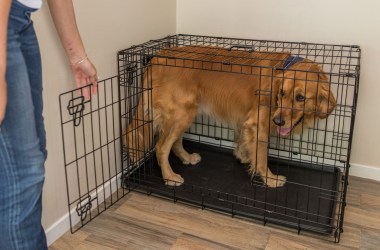 Dog Crates